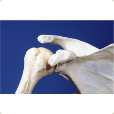 Shoulder Joint